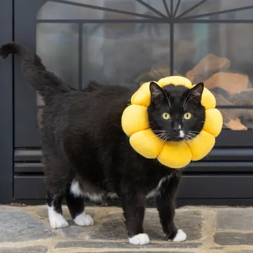 Black and white cat wearing a yellow flower plush collar