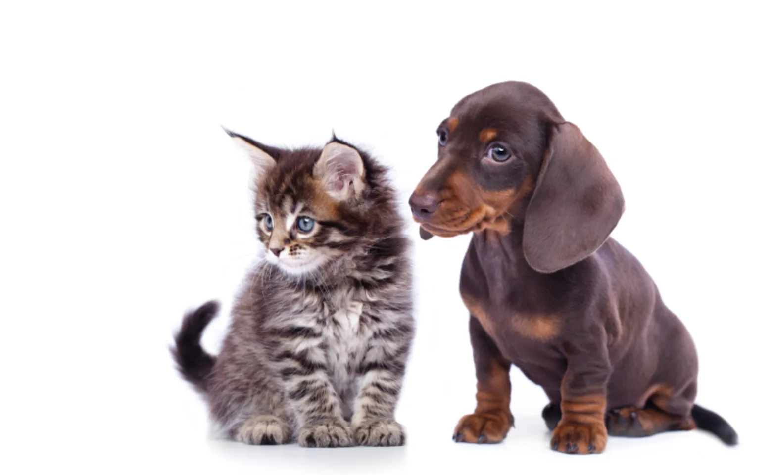 Brown Kitten & Puppy Sitting on White Background Brown Kitten & Puppy Sitting on White Background