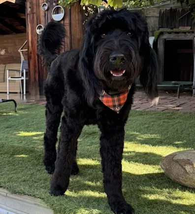 Ziggy Ziggy