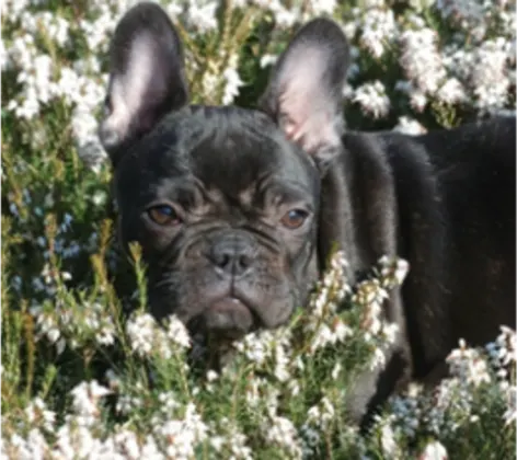 Black Frenchie in a field of flowers