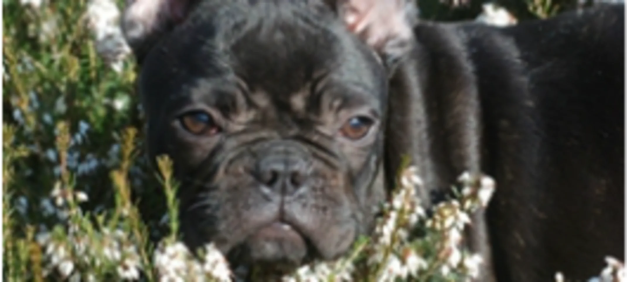 Black Frenchie in a field of flowers