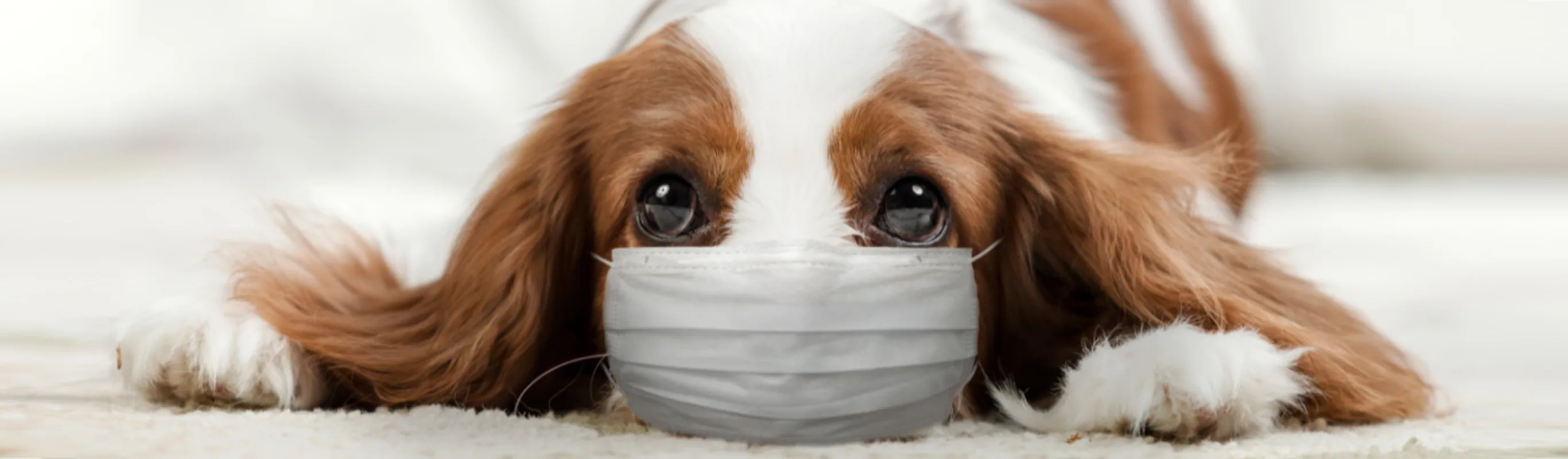 Dog Lying on Carpet with Mask