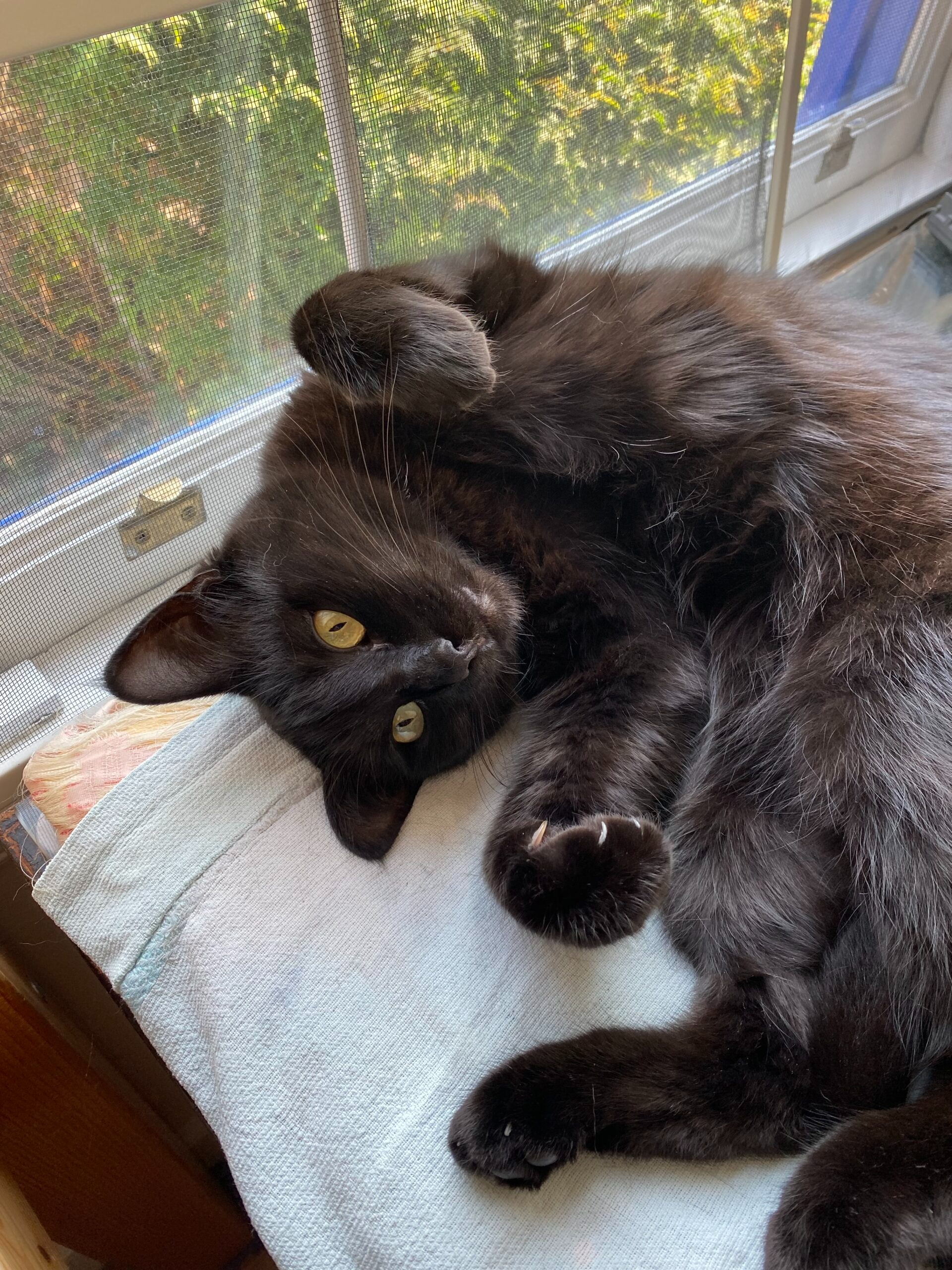  A playful laying cat