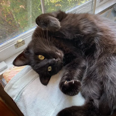 A playful laying cat A playful laying cat