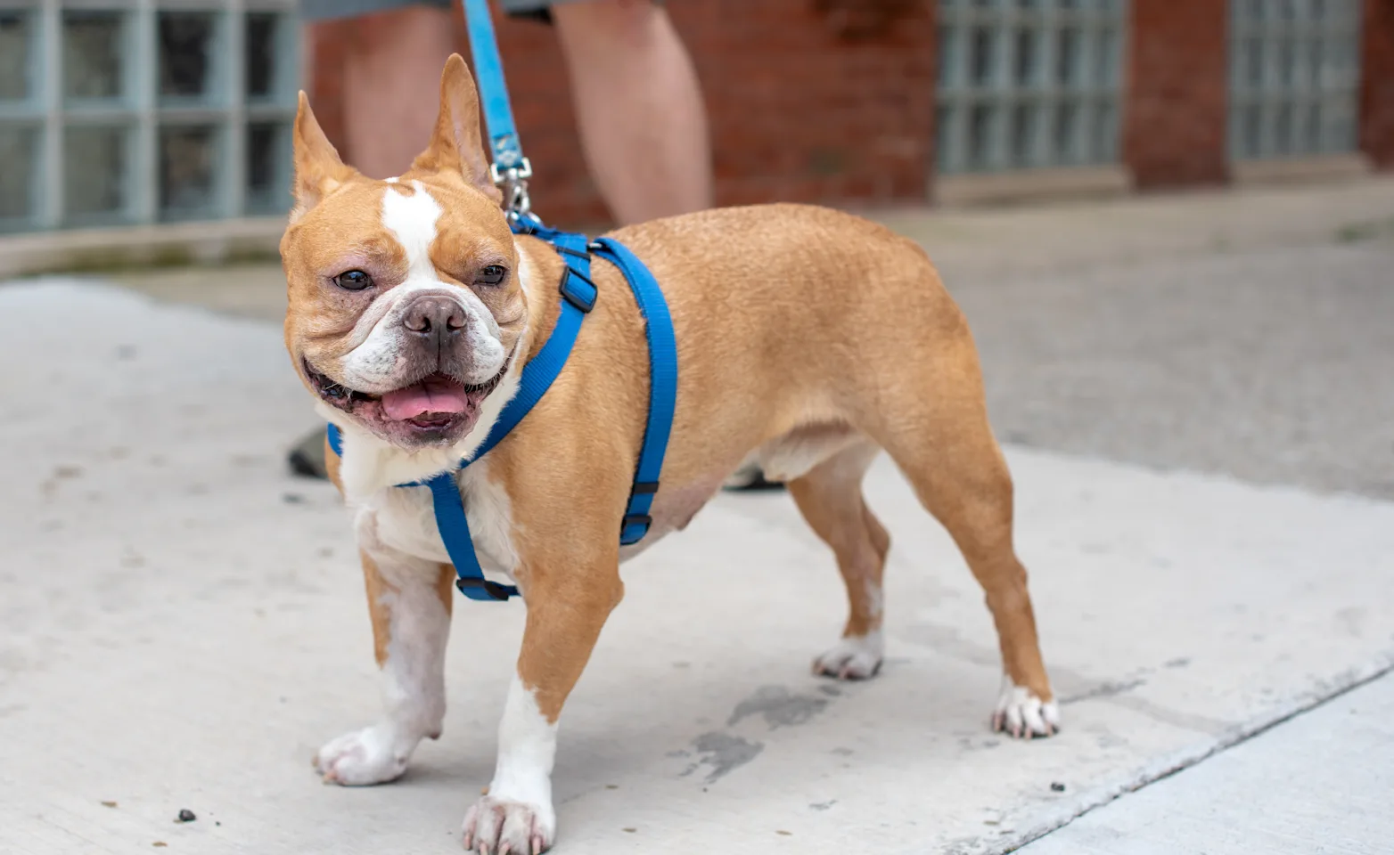 Dog on a walk Dog on a walk