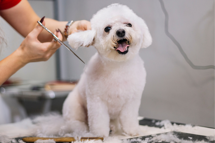 A puppy gets groomed at PetSuites.