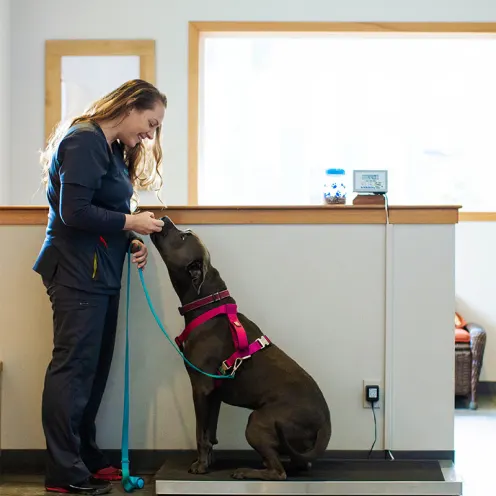 Poulsbo Marina Veterinary Clinic Scale.  A female nurse weighing a big dog at their facility.