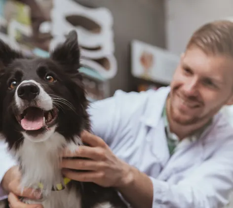 Dog on Vet table with Vet