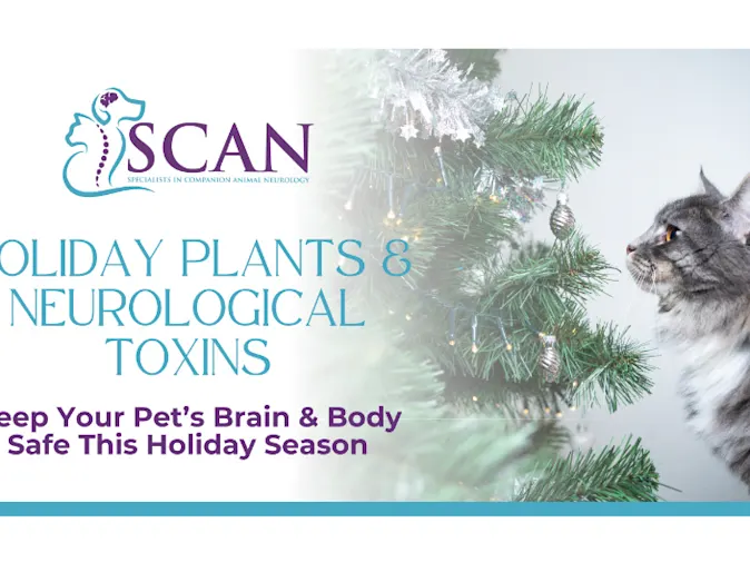 Holiday plant guide Holiday plant guide