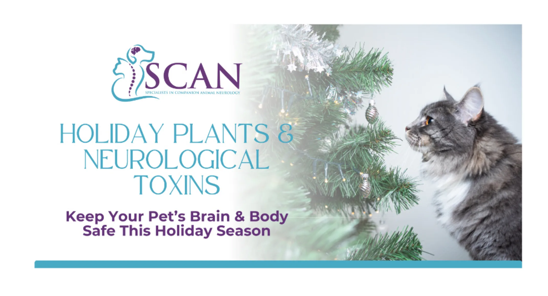 Holiday plant guide Holiday plant guide