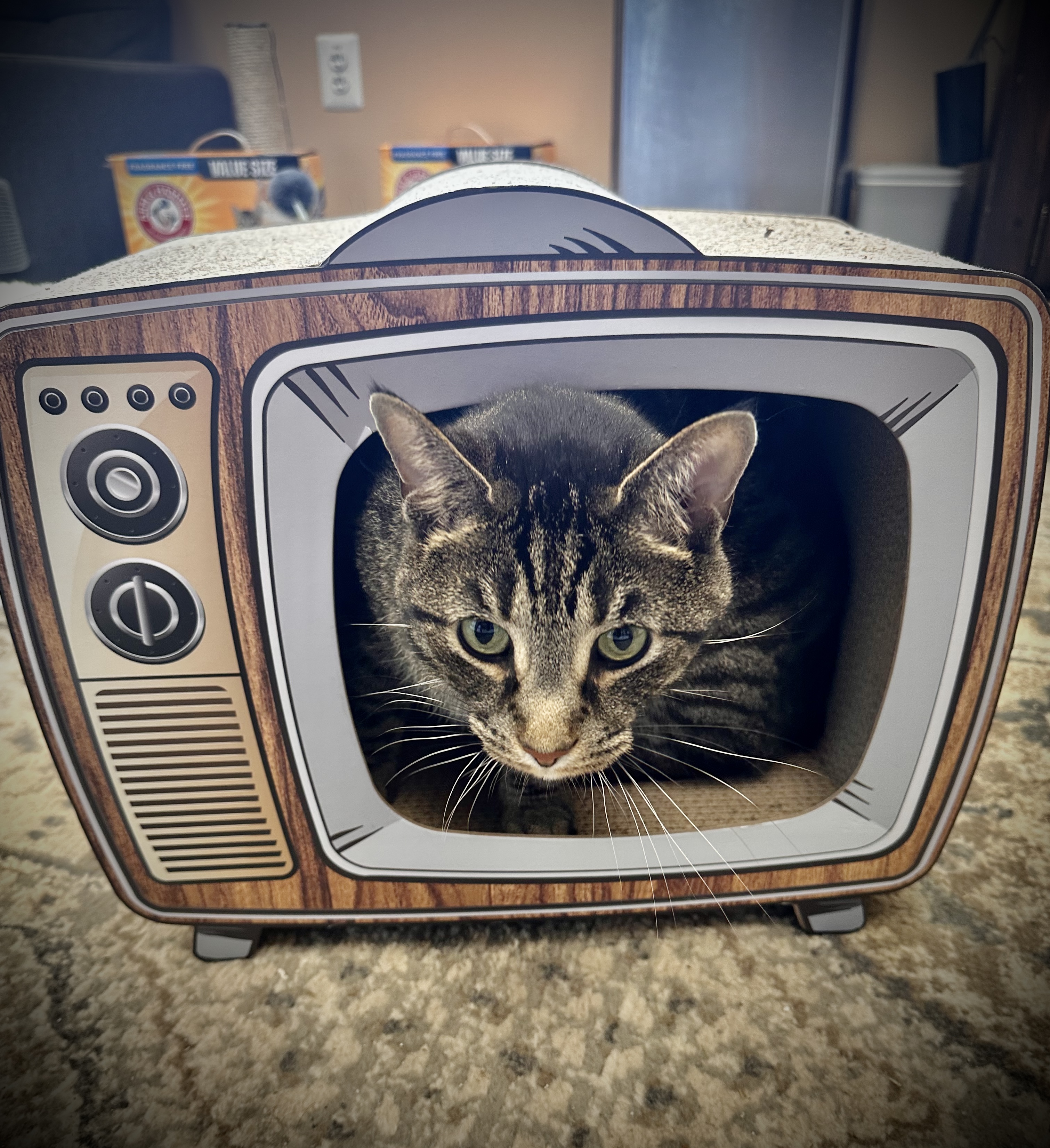 Gray Cat in a kennel which looks like an old school TV