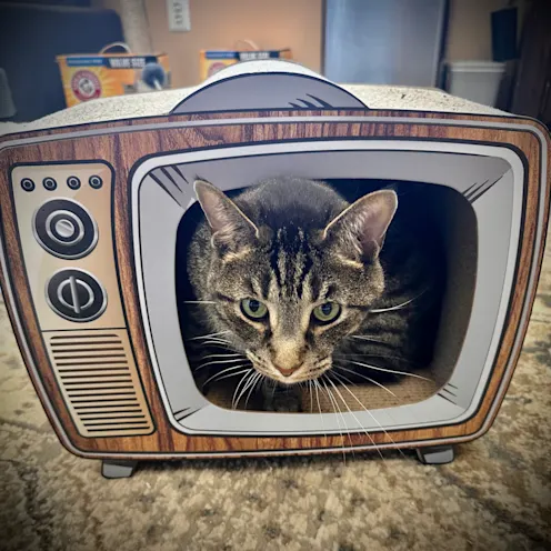 Gray Cat in a kennel which looks like an old school TV Gray Cat in a kennel which looks like an old school TV