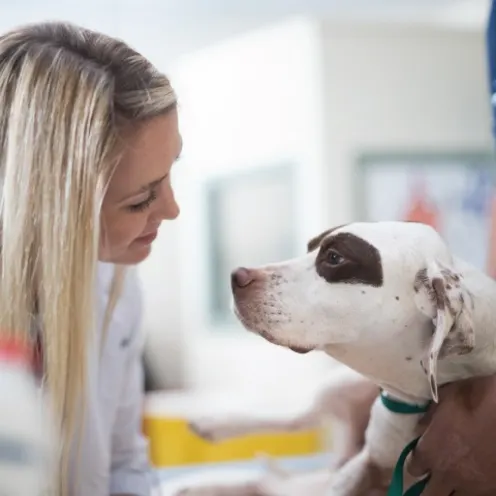 Doctor Shelton examining pet