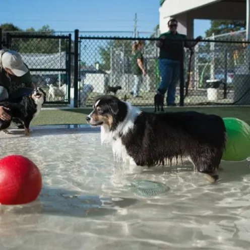 Dog in pool with toys