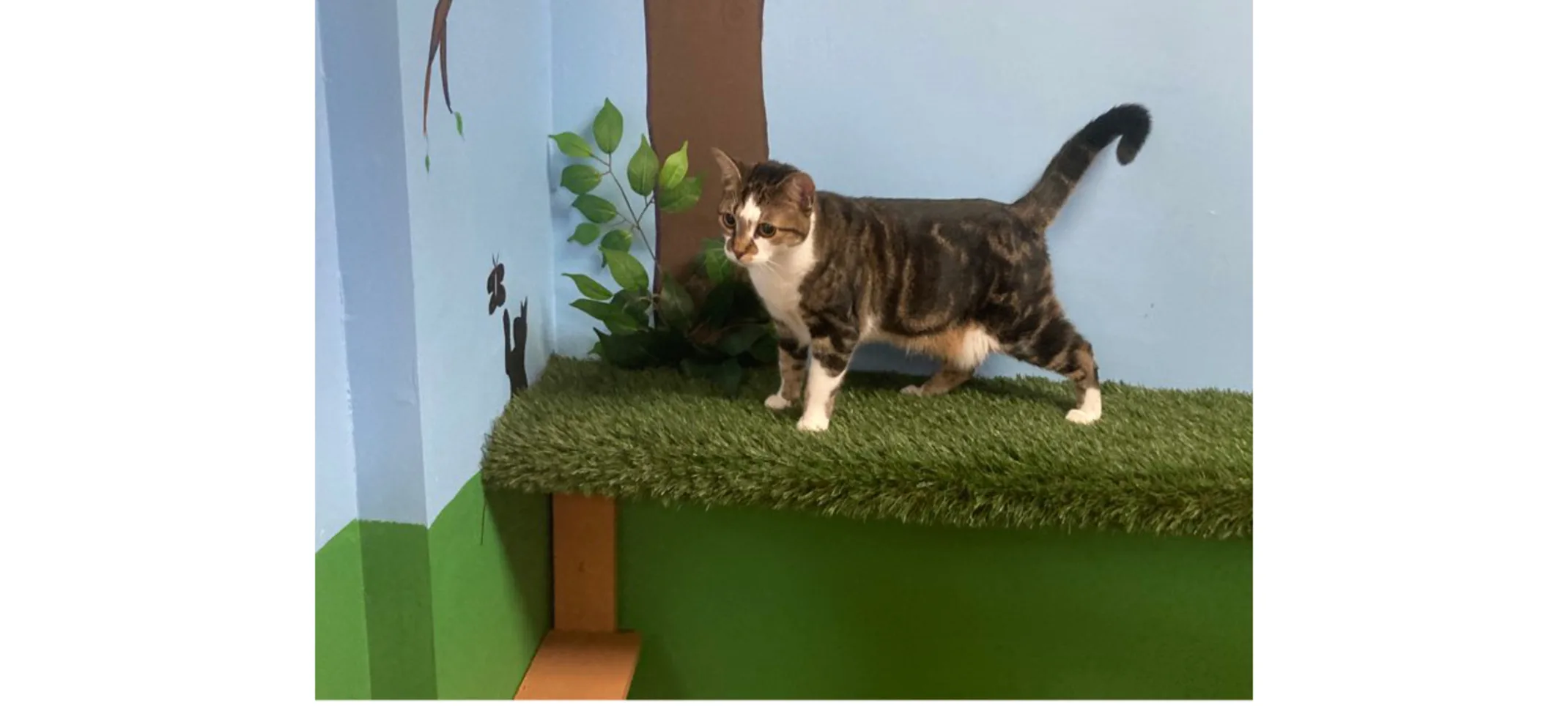 Cat on the jungle gym Cat on the jungle gym