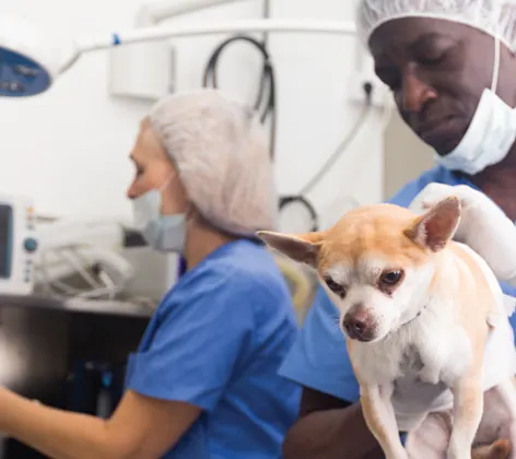 Dog on surgery table with veterinarian Dog on surgery table with veterinarian