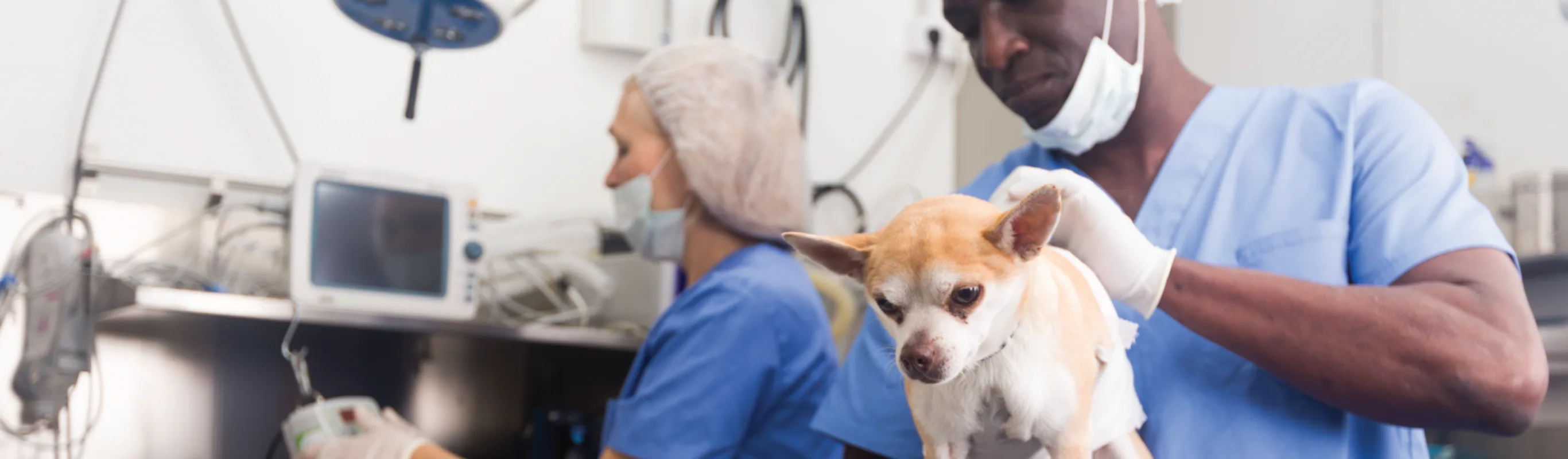 Dog on surgery table with veterinarian Dog on surgery table with veterinarian