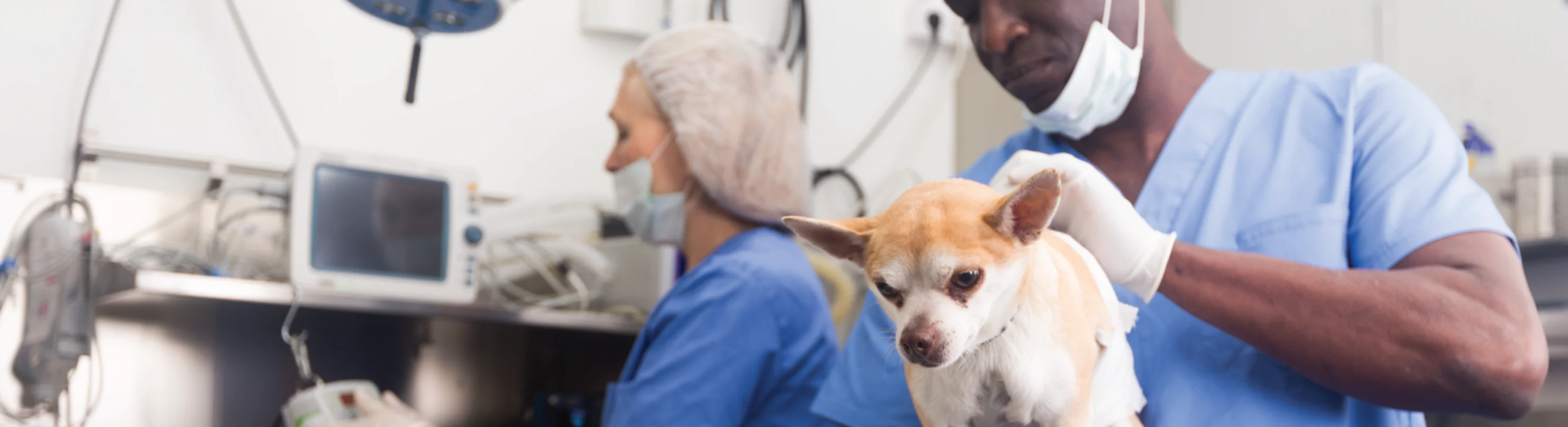 Dog on surgery table with veterinarian Dog on surgery table with veterinarian