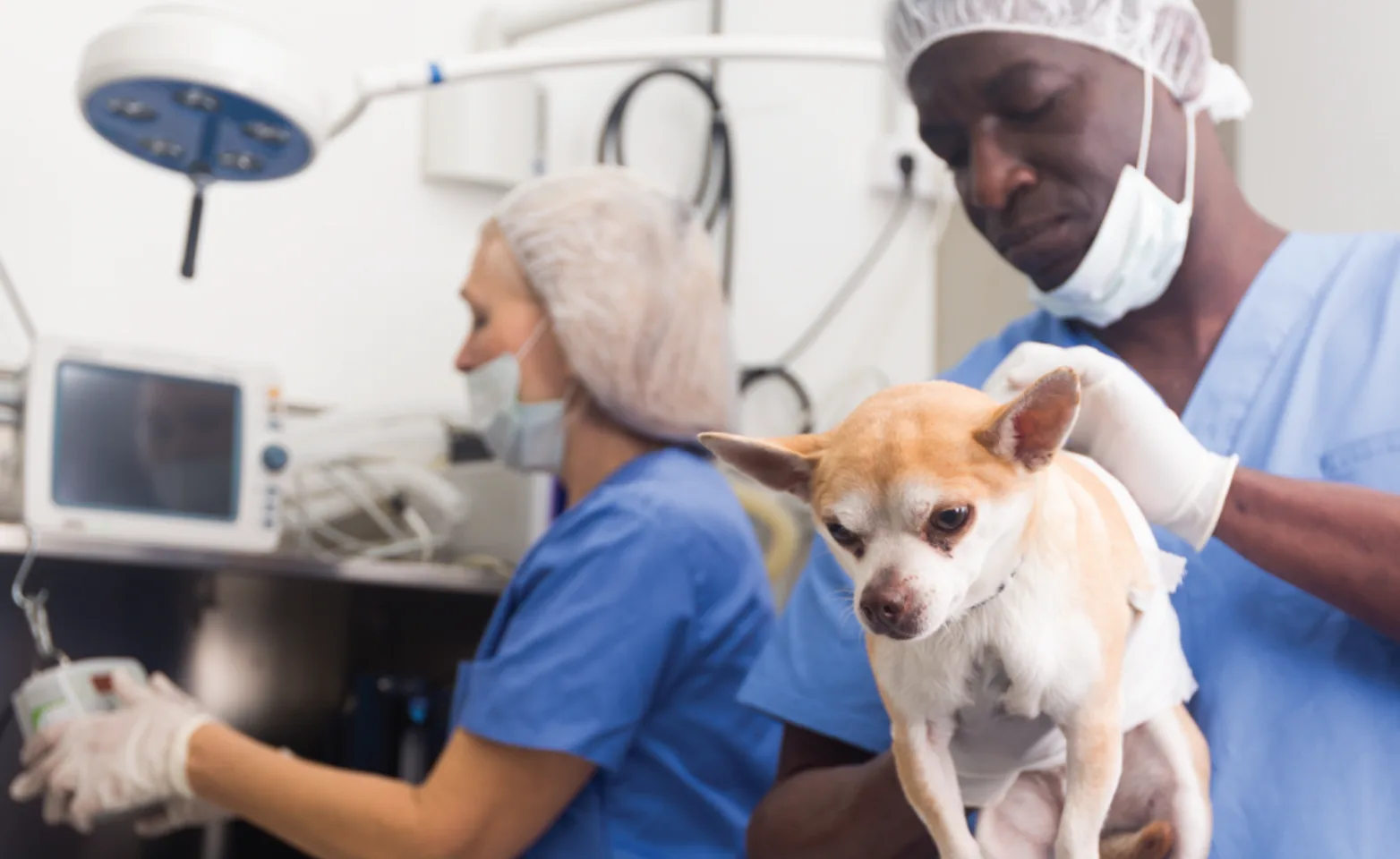 Dog on surgery table with veterinarian