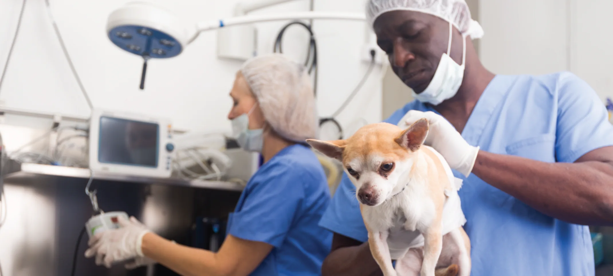 Dog on surgery table with veterinarian