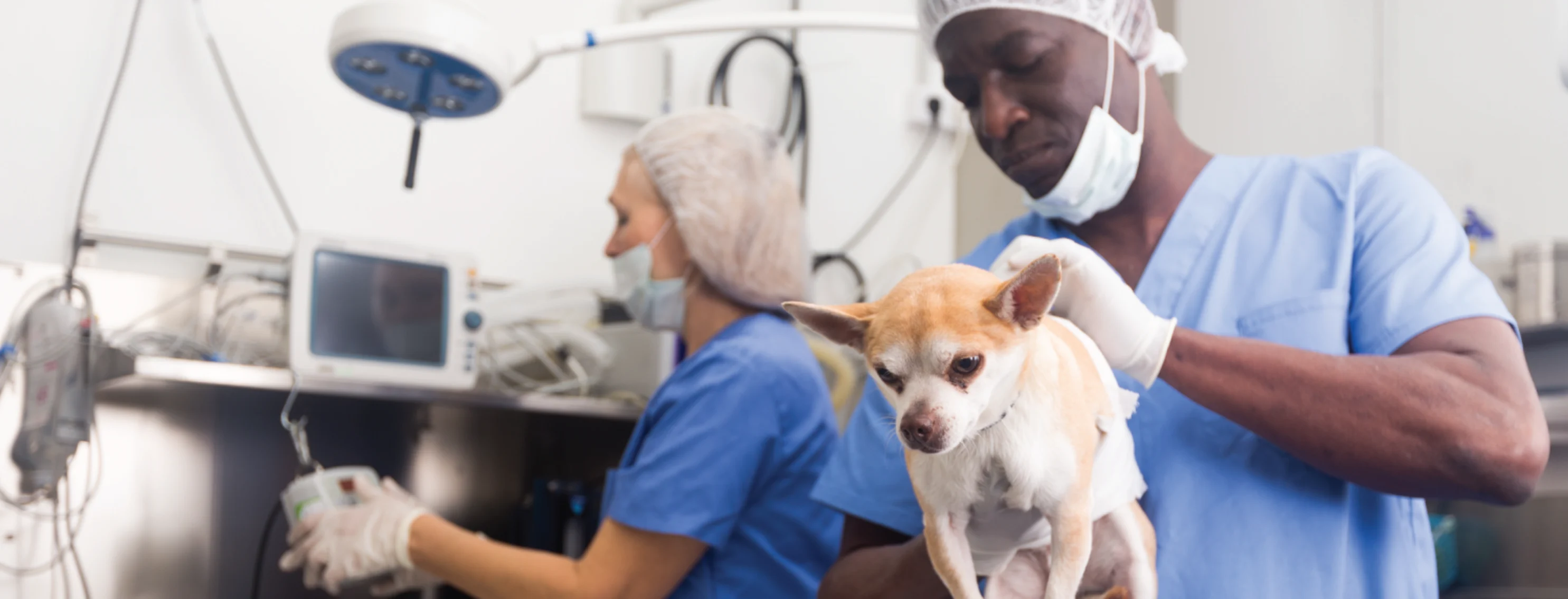 Dog on surgery table with veterinarian