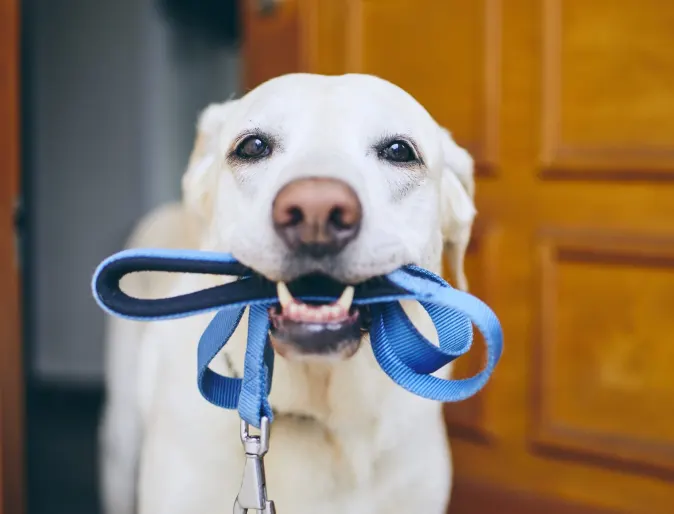 Dog holding a leash in its mouth 