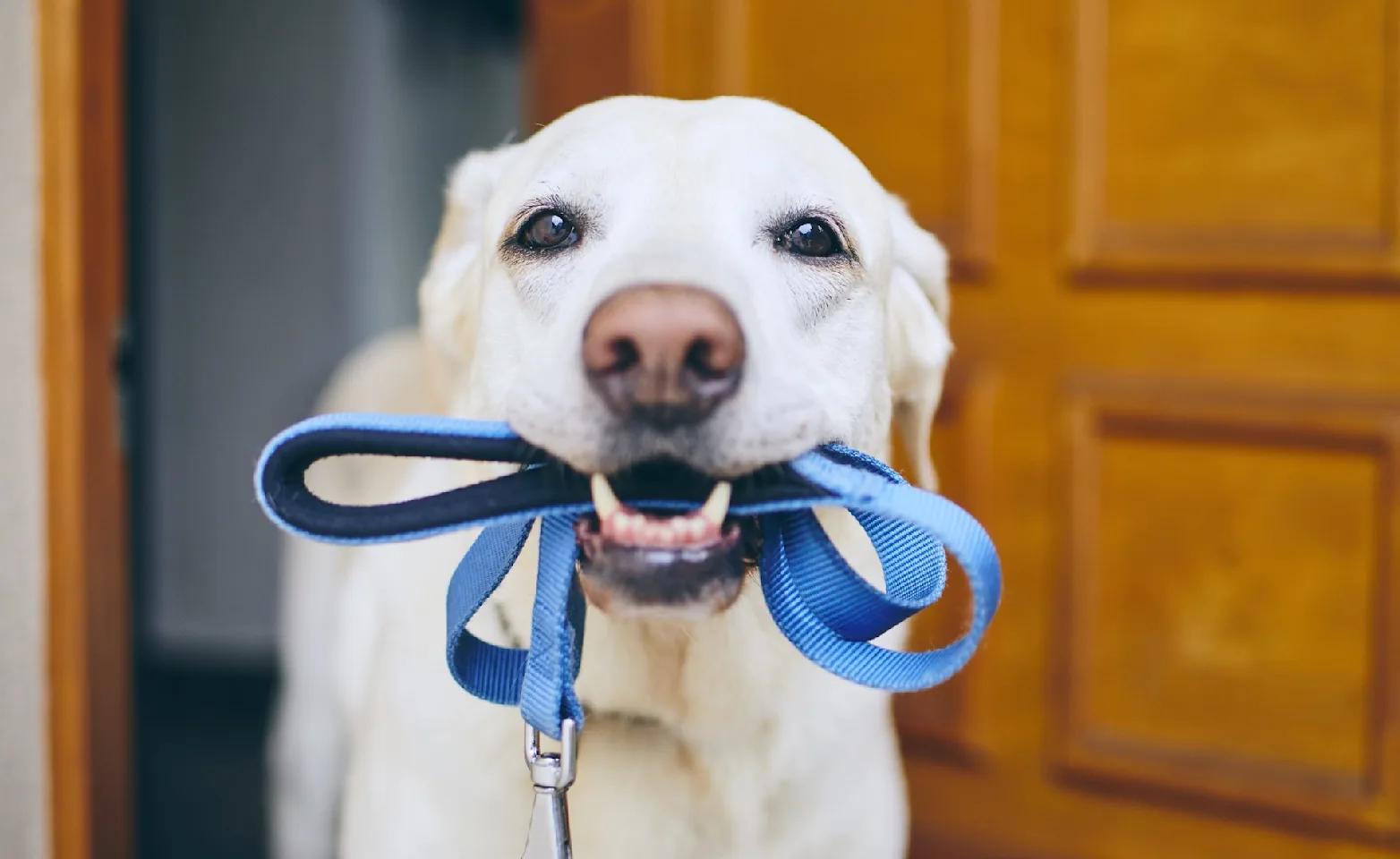 Dog holding a leash in its mouth 