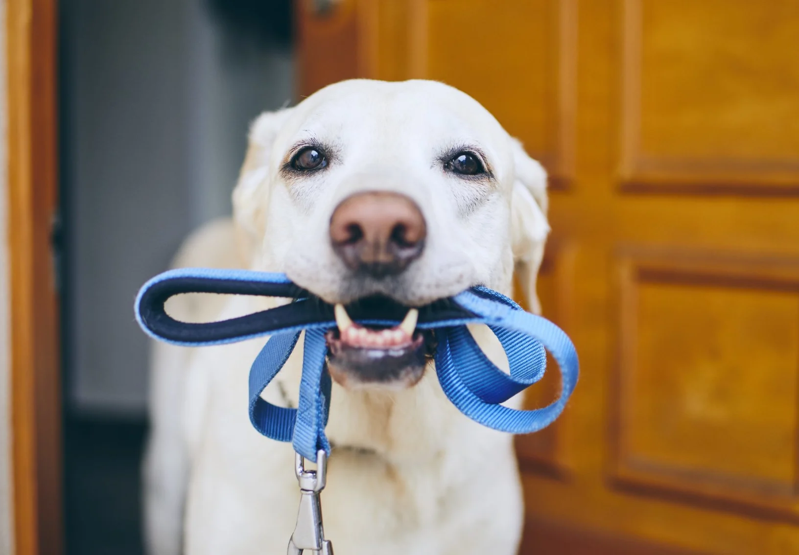 Dog holding a leash in its mouth 