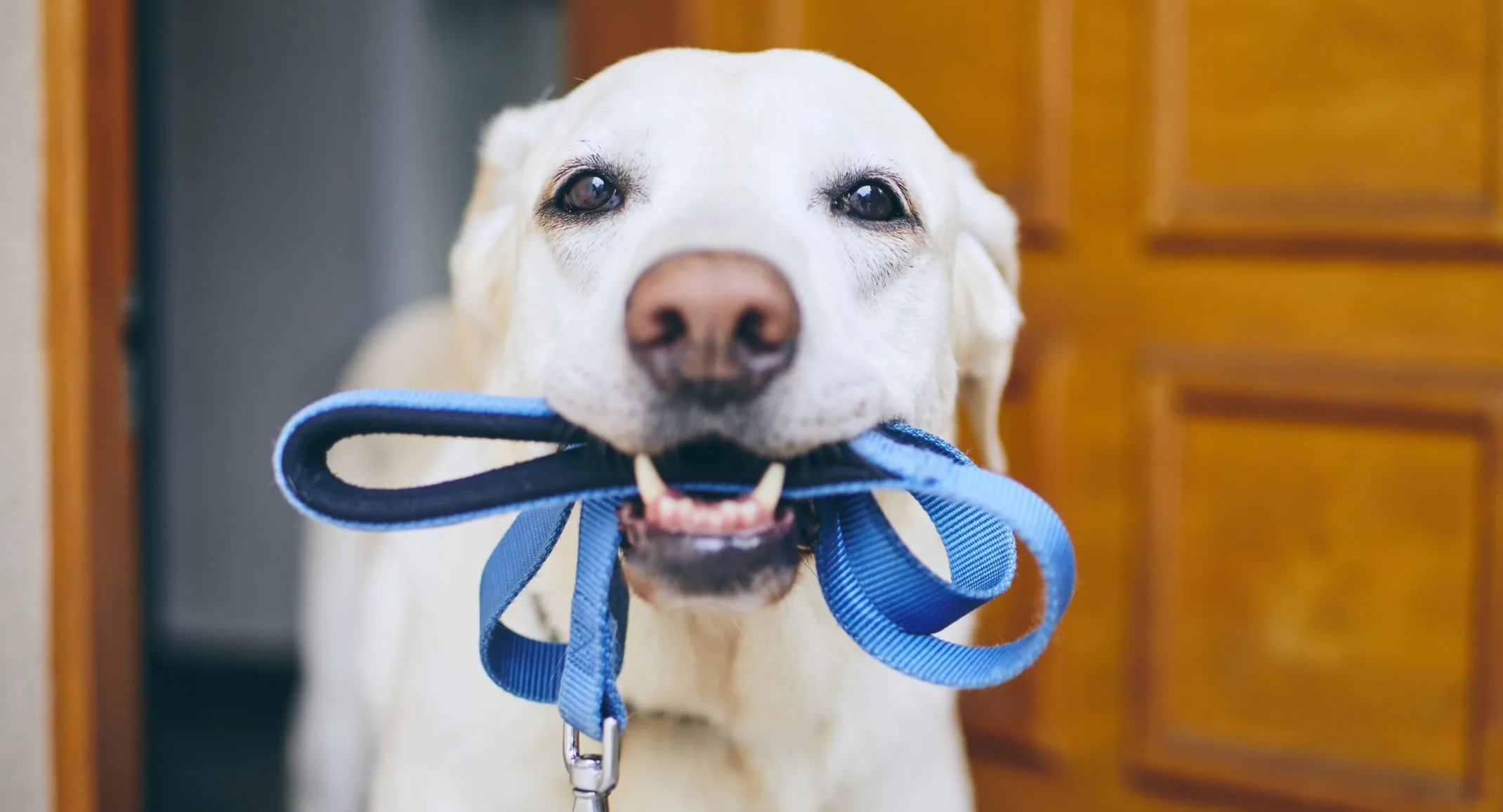 Dog holding a leash in its mouth 