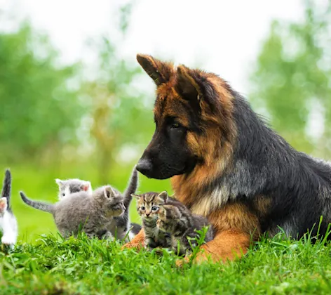 A dog sitting outside in the grass with several kittens