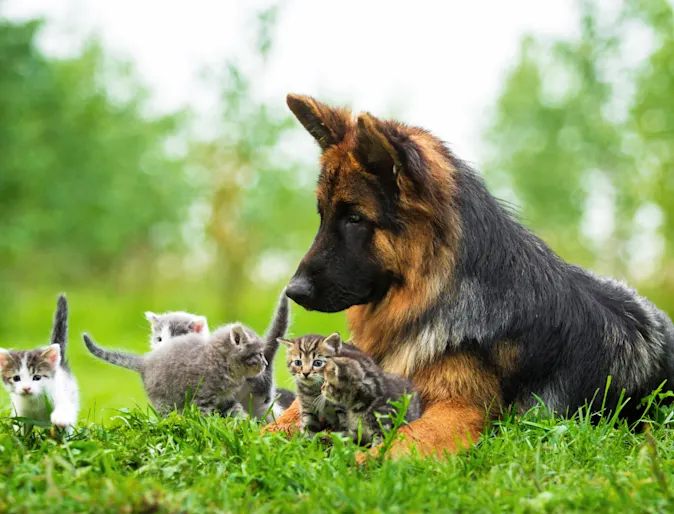 A dog sitting outside in the grass with several kittens