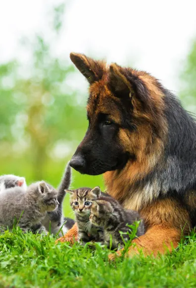 A dog sitting outside in the grass with several kittens