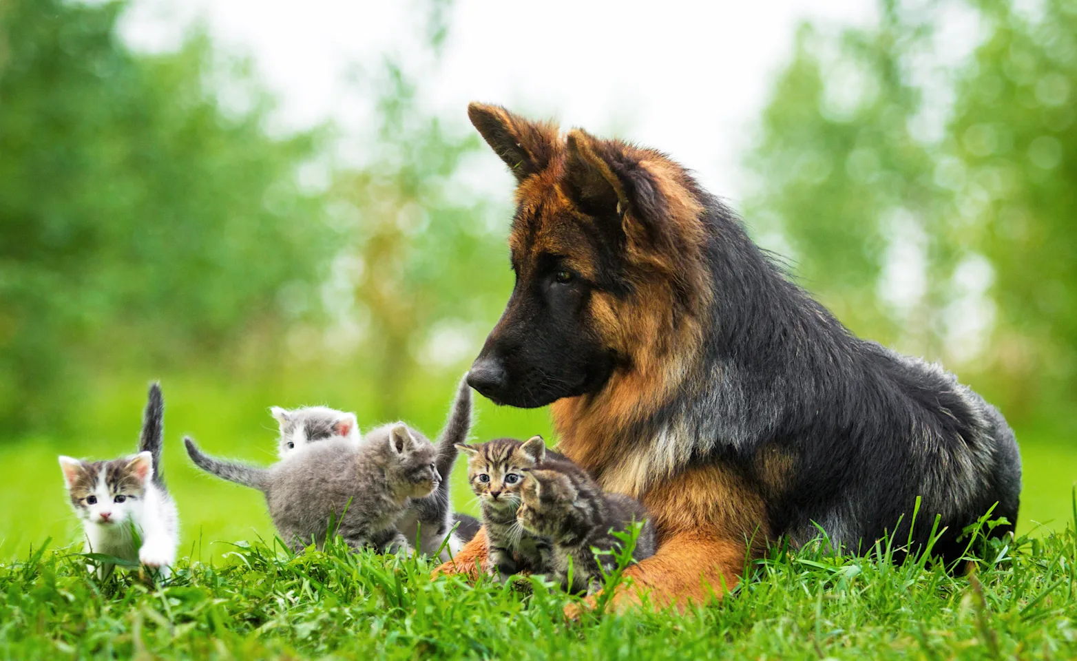 A dog sitting outside in the grass with several kittens