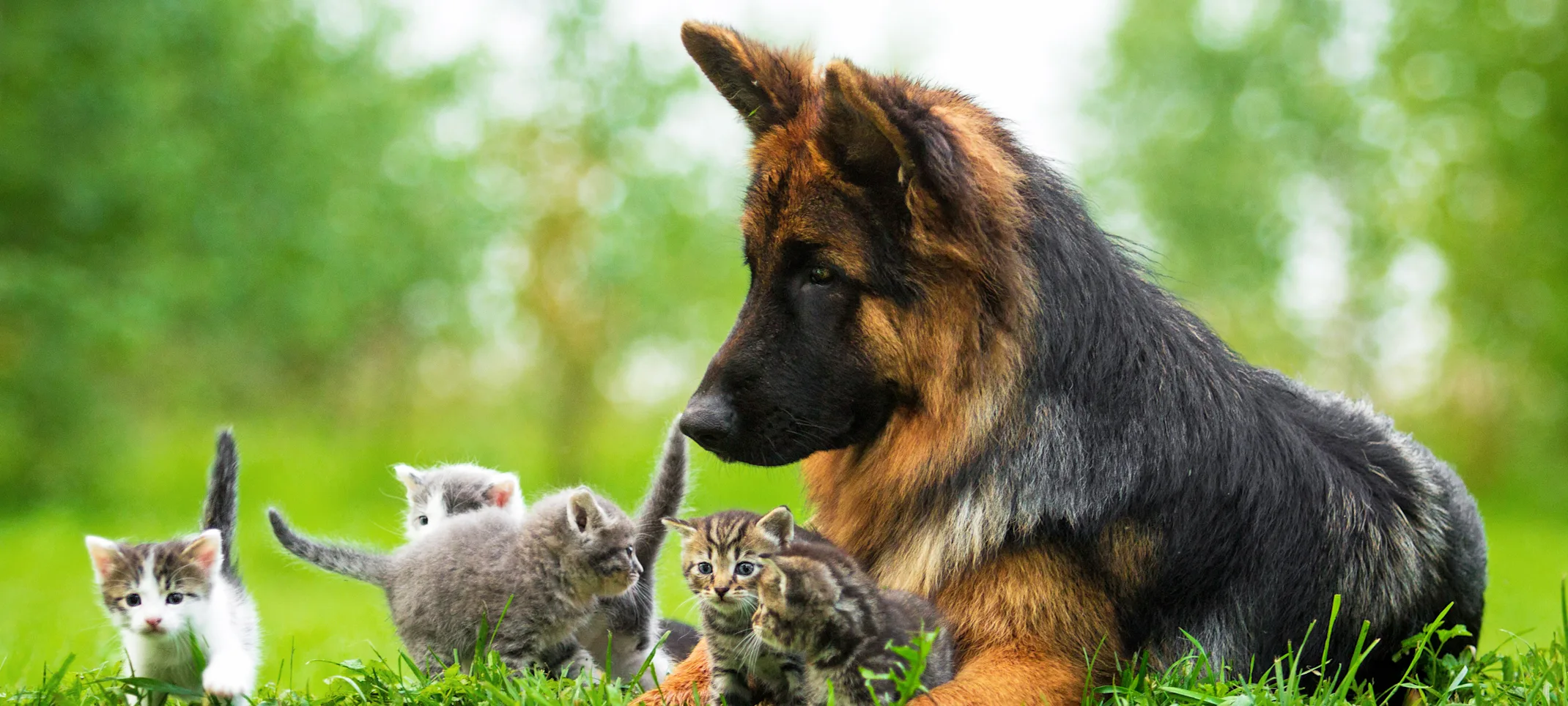 A dog sitting outside in the grass with several kittens A dog sitting outside in the grass with several kittens