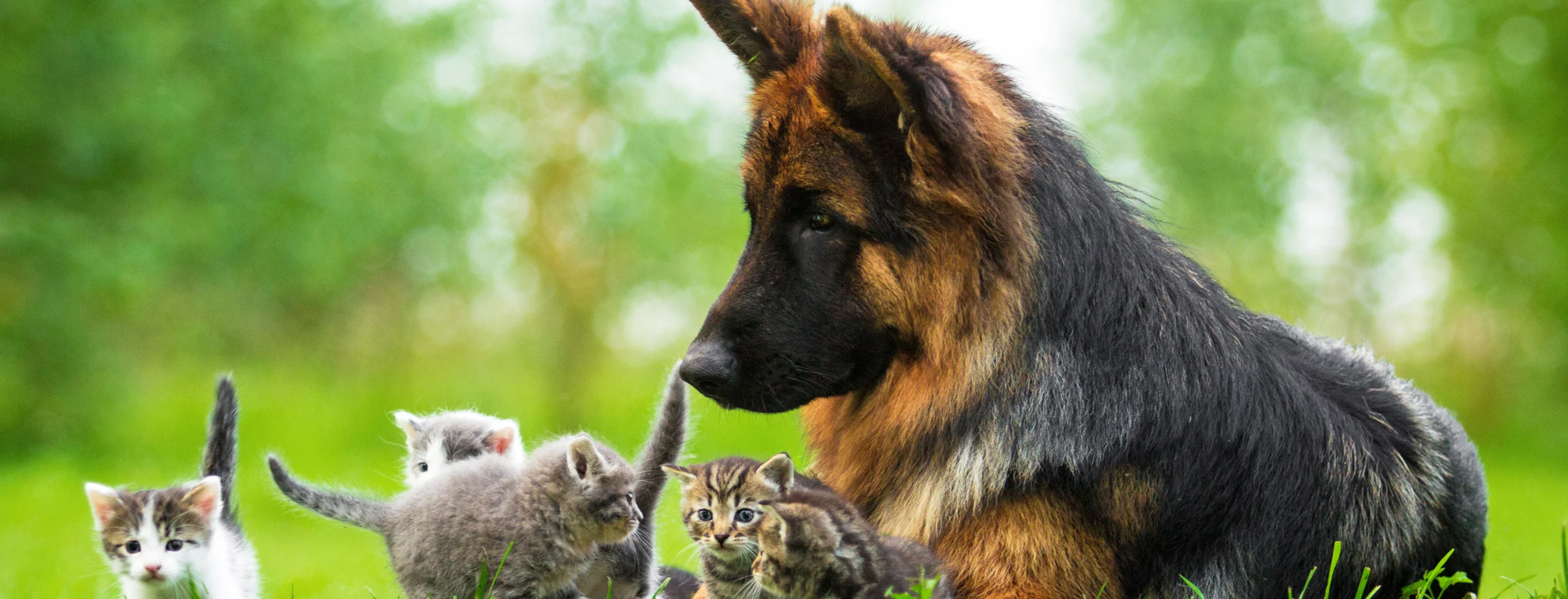 A dog sitting outside in the grass with several kittens