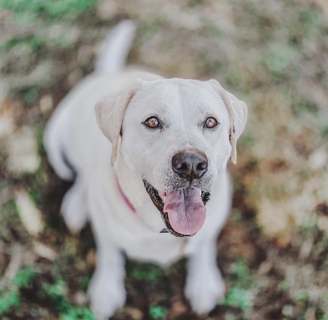 dog smiling while sitting outdoors