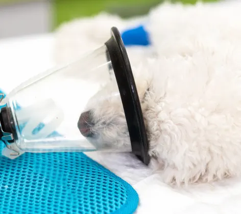White dog has an anesthesia mask on its face to go under for surgery.