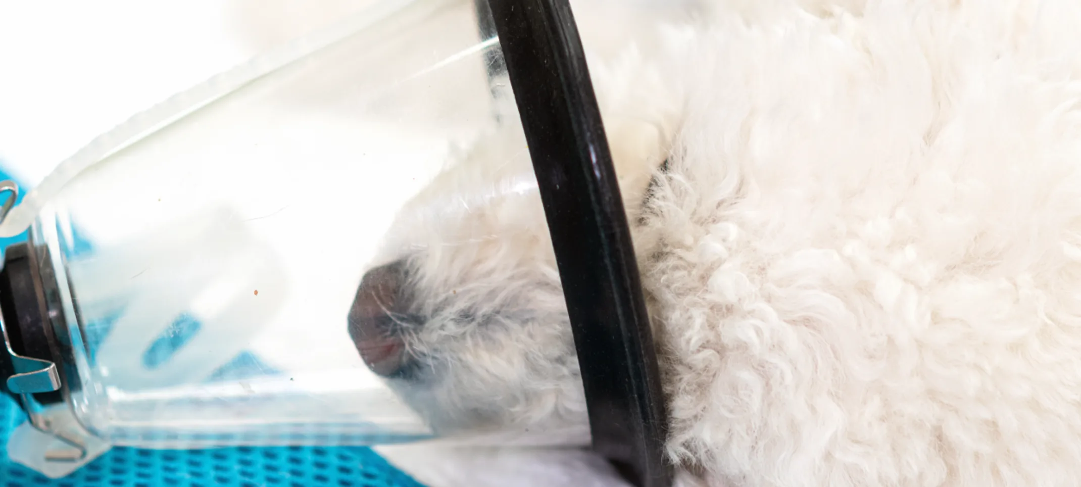 White dog has an anesthesia mask on its face to go under for surgery. White dog has an anesthesia mask on its face to go under for surgery.