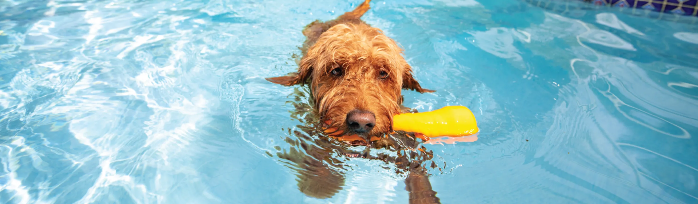 Dog in pool with toy in mouth Dog in pool with toy in mouth