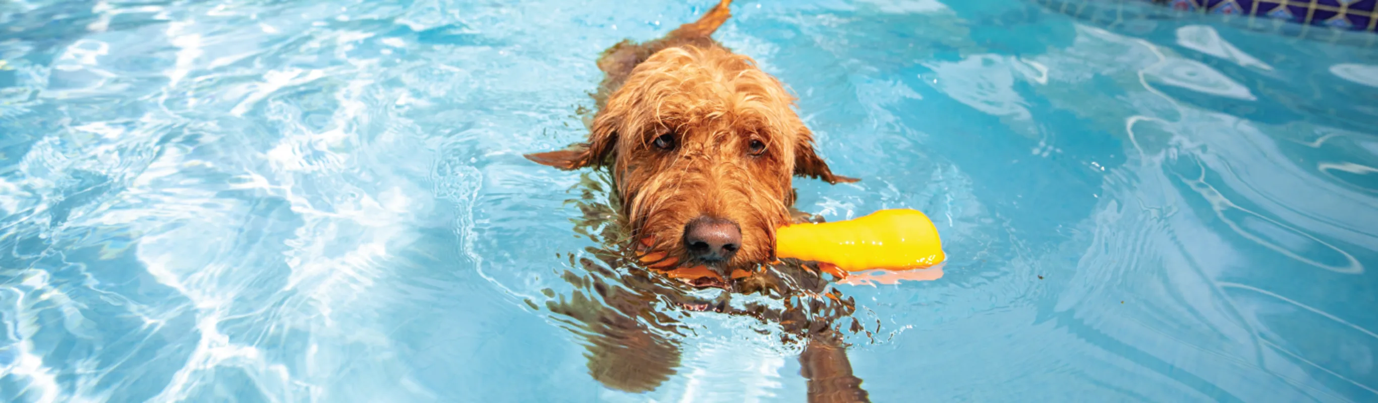 Dog in pool with toy in mouth