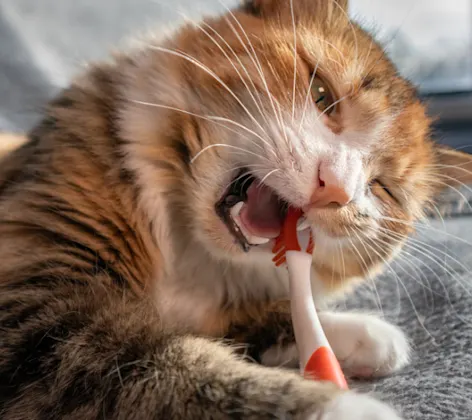 Brown Cat Biting on a Red Toothbrush Brown Cat Biting on a Red Toothbrush