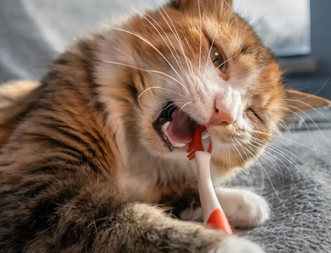Brown Cat Biting on a Red Toothbrush Brown Cat Biting on a Red Toothbrush