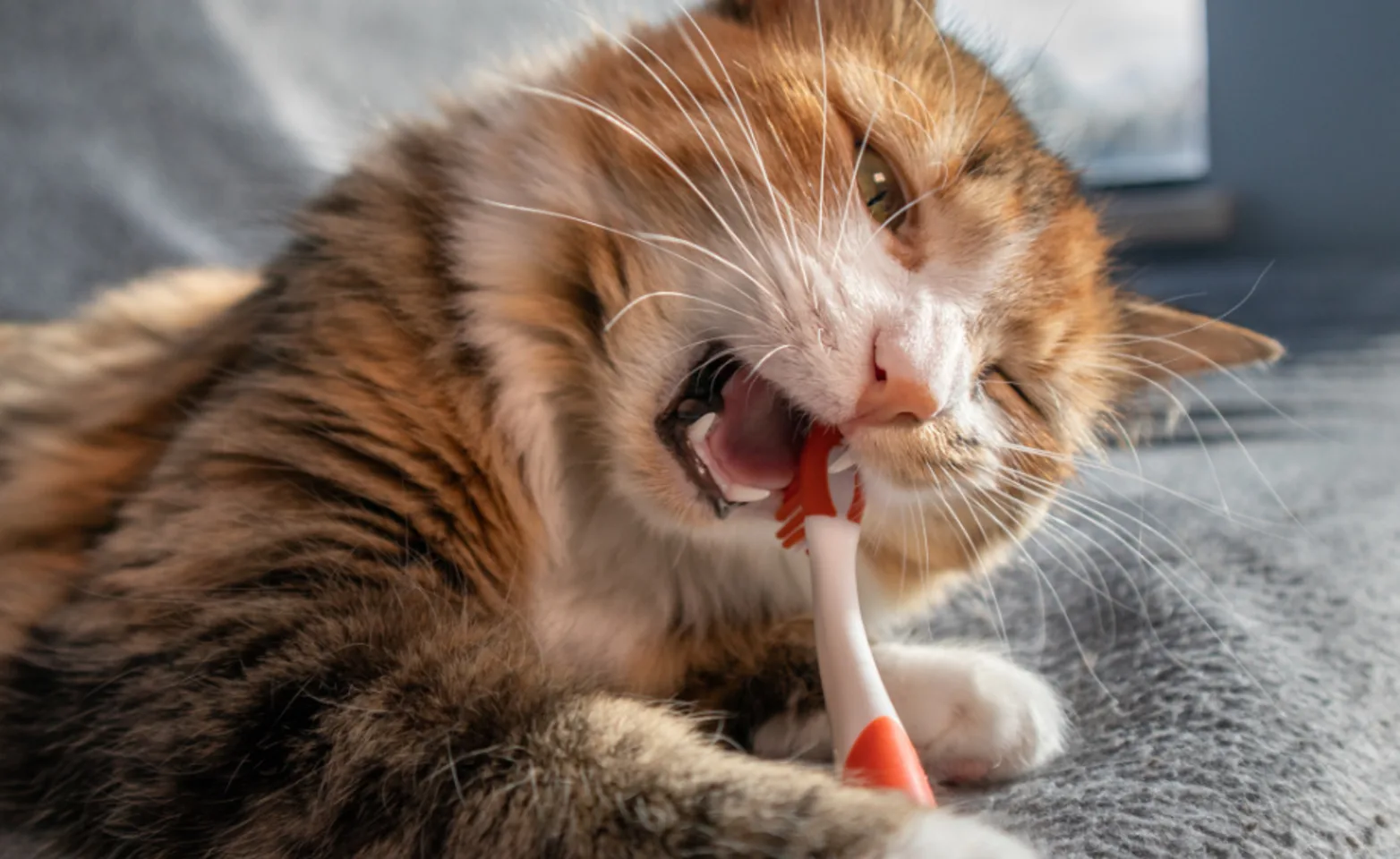 Brown Cat Biting on a Red Toothbrush Brown Cat Biting on a Red Toothbrush