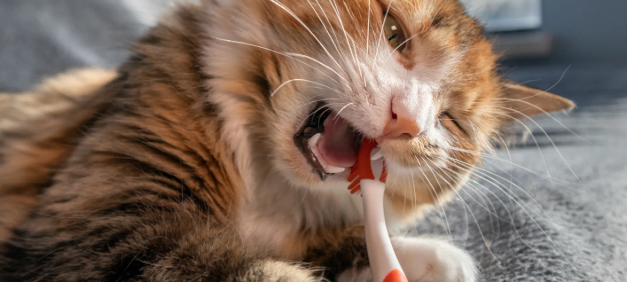 Brown Cat Biting on a Red Toothbrush Brown Cat Biting on a Red Toothbrush