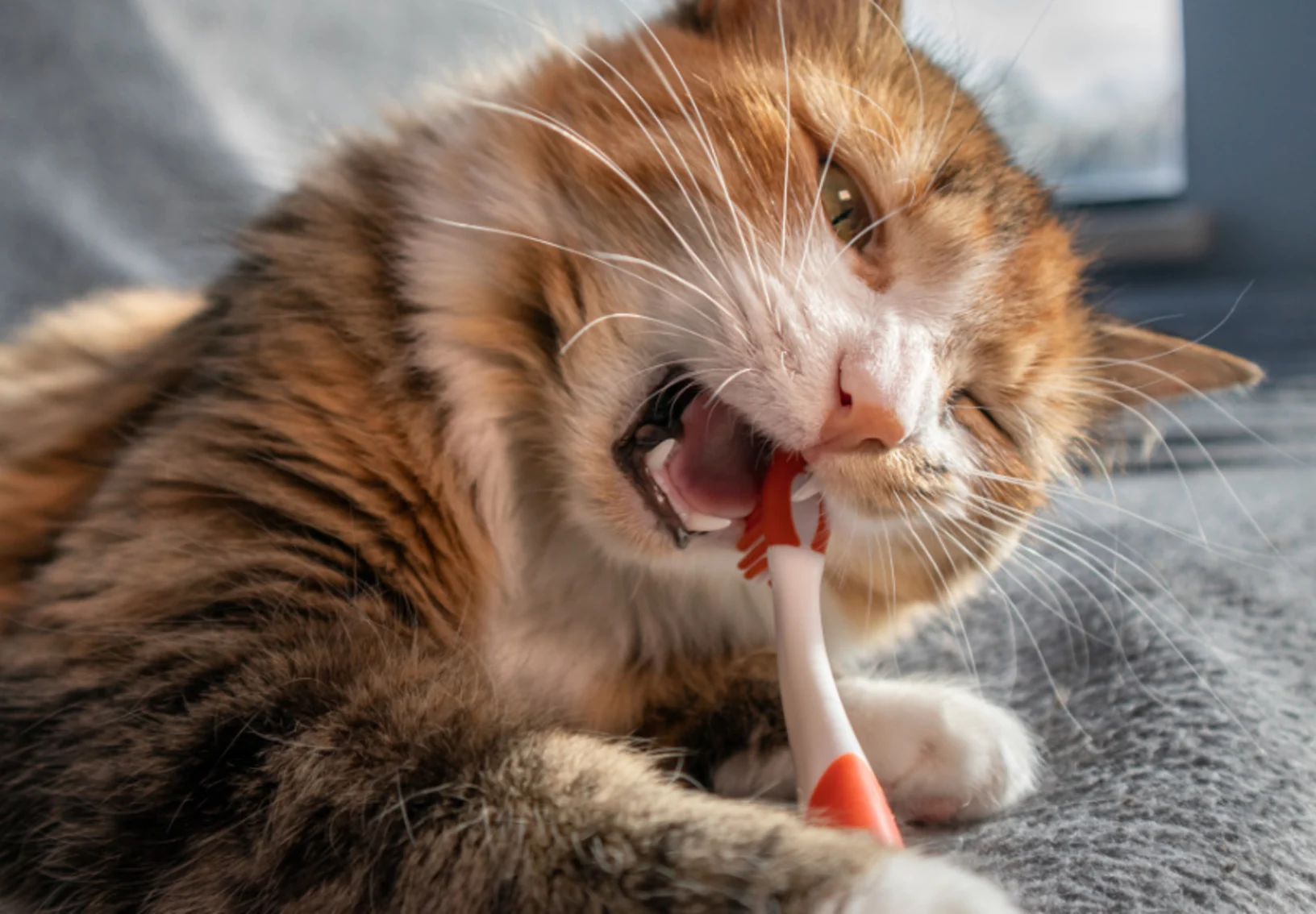 Brown Cat Biting on a Red Toothbrush Brown Cat Biting on a Red Toothbrush