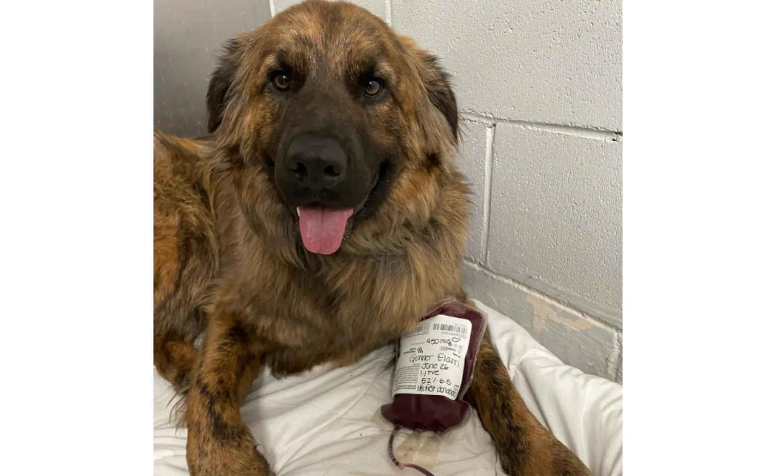 Brown dog laying on a pillow with a bag of blood next to it 