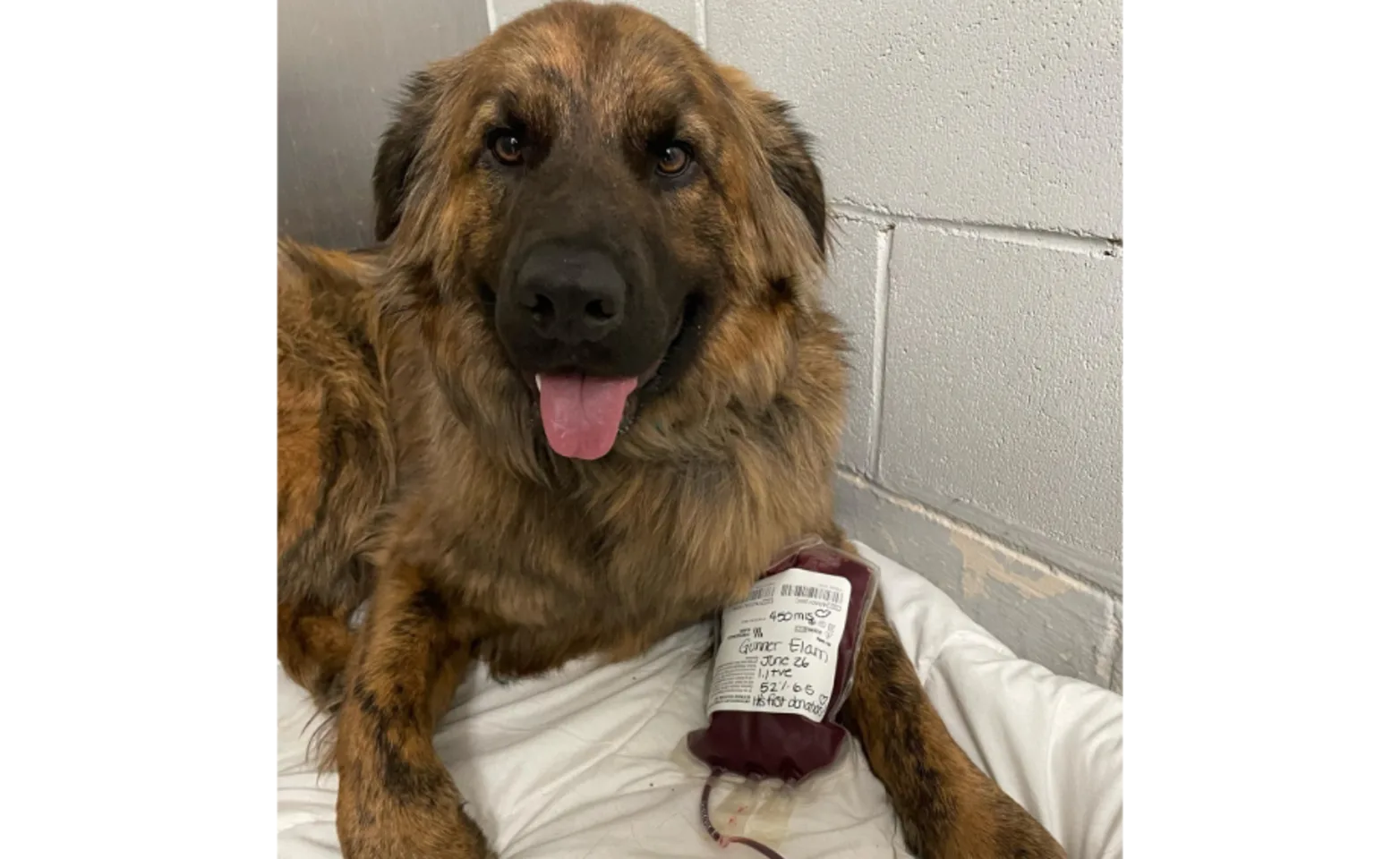 Brown dog laying on a pillow with a bag of blood next to it Brown dog laying on a pillow with a bag of blood next to it