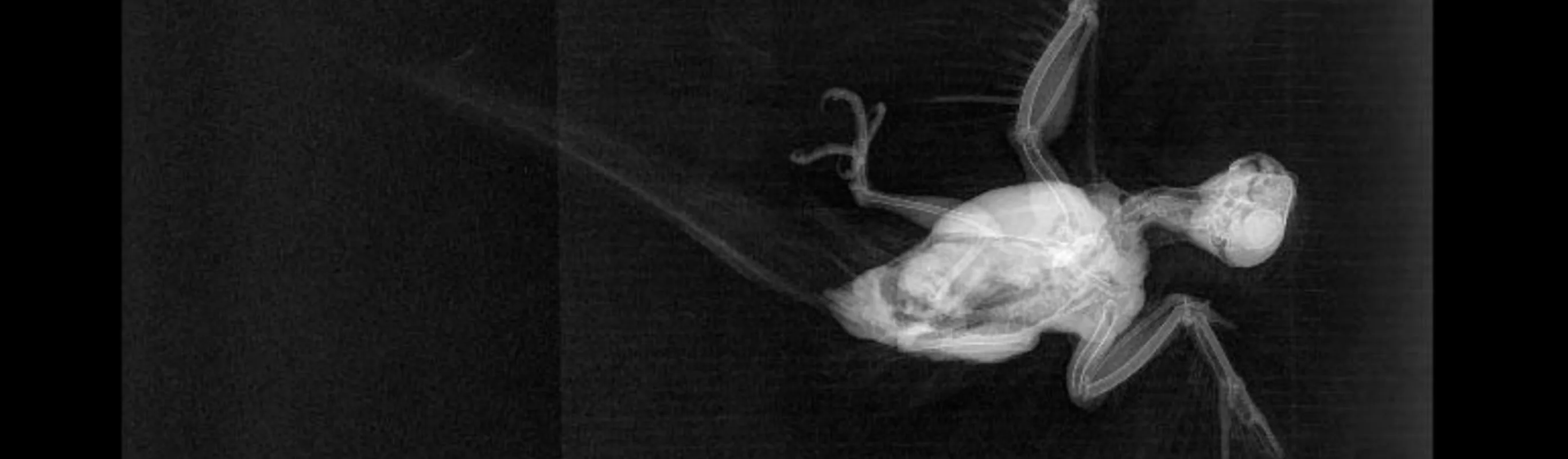 An x ray of a bird An x ray of a bird