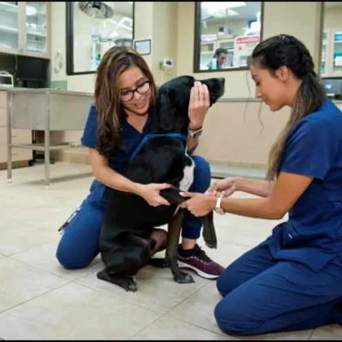 Waterford Lakes Animal Hospital staff with patient