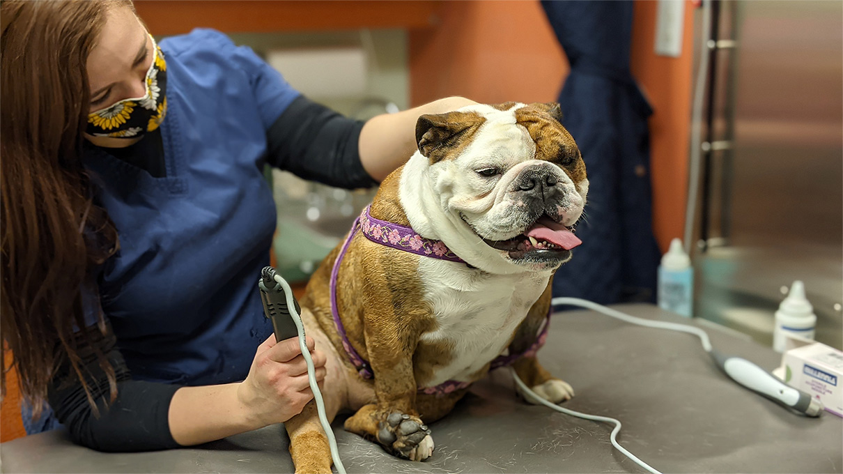 American Pitbull Terrier  Viera East Veterinary Center